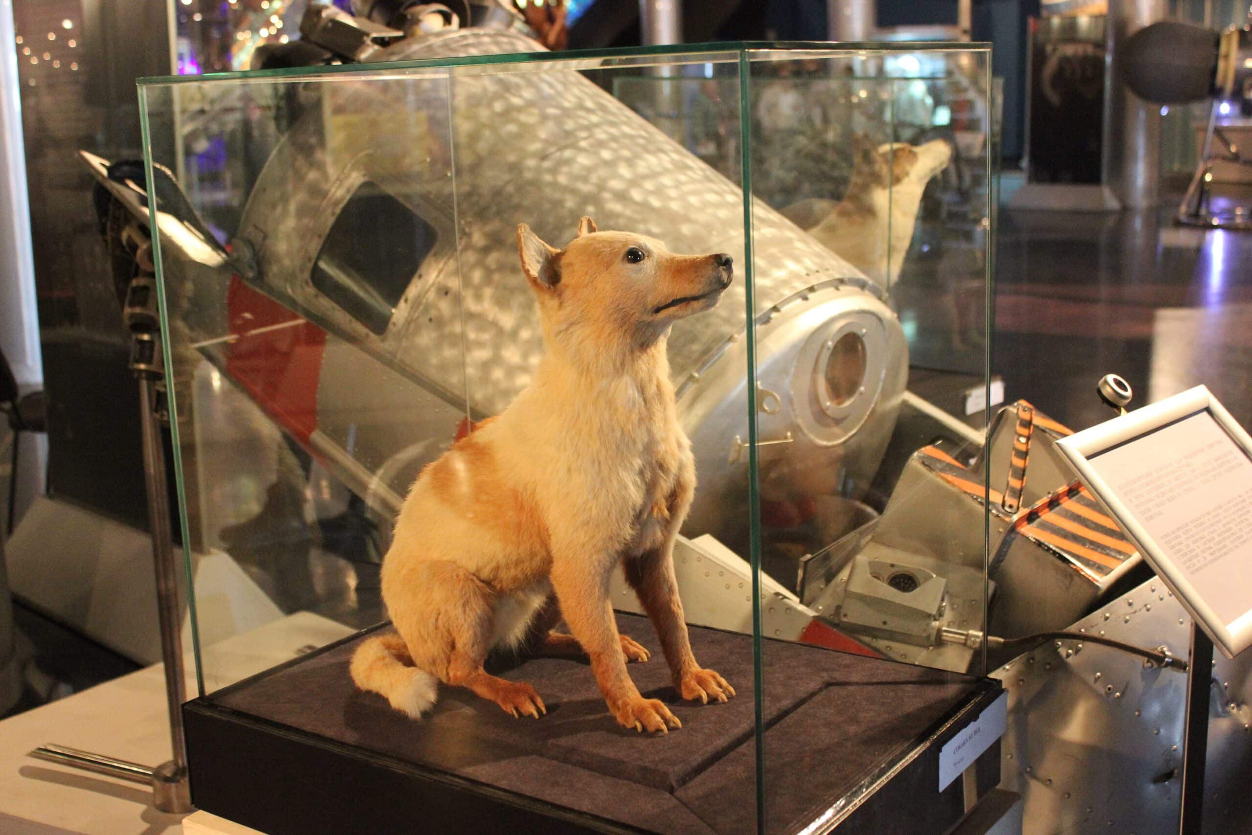 Belka the Space Dog