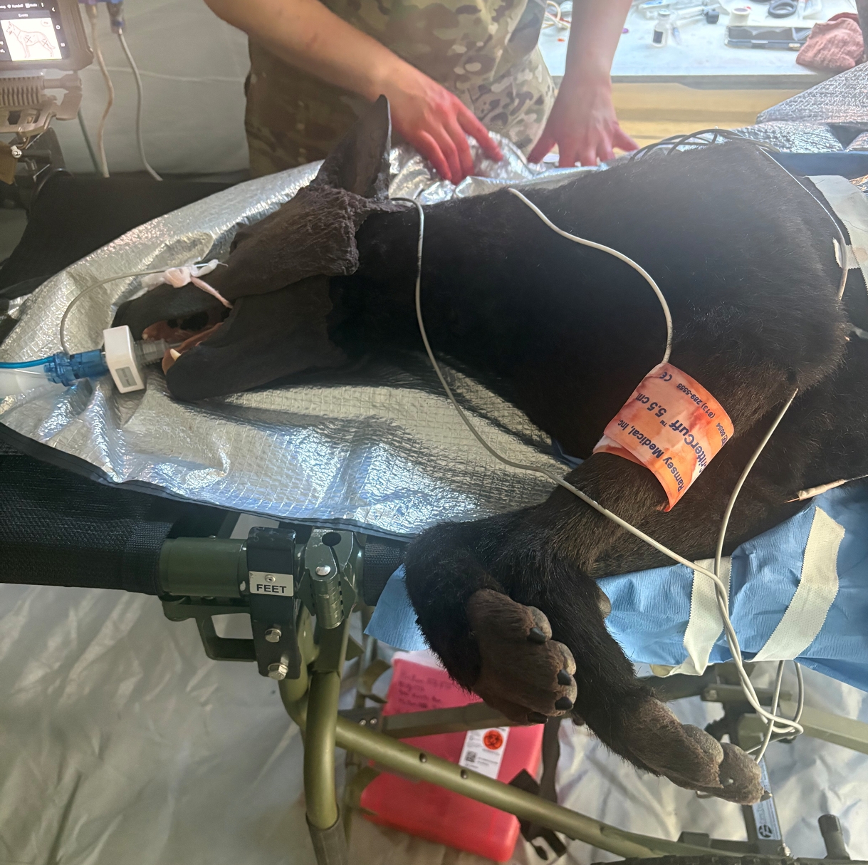 A close up of the high-fidelity canine model used in the demonstration at LANPAC on May 13, 2026. (Military Times)