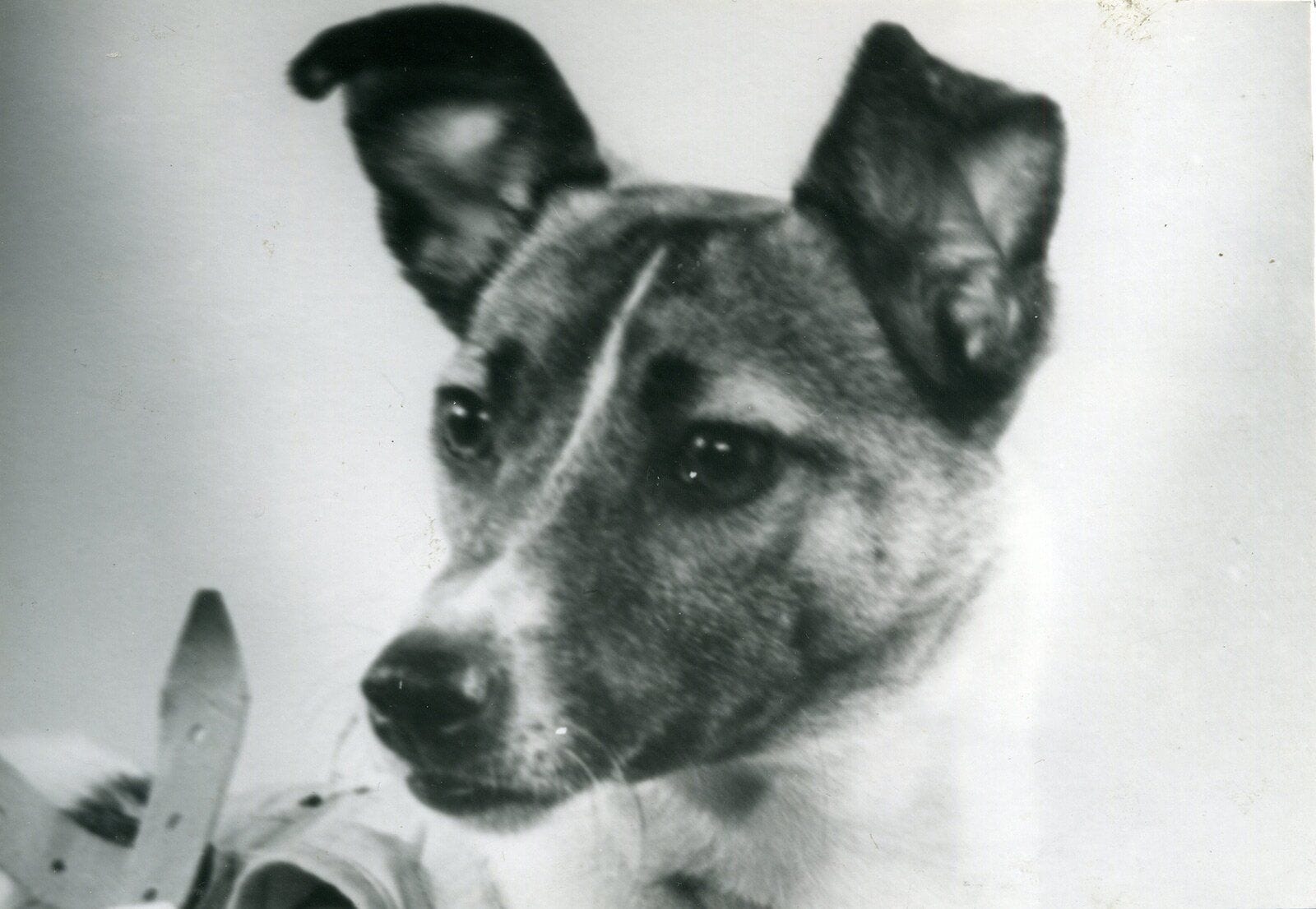 Laika the Space Dog