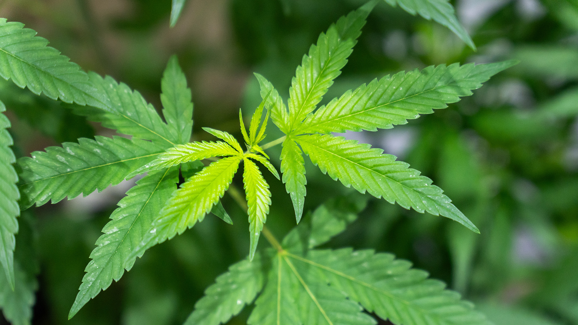 Marijuana