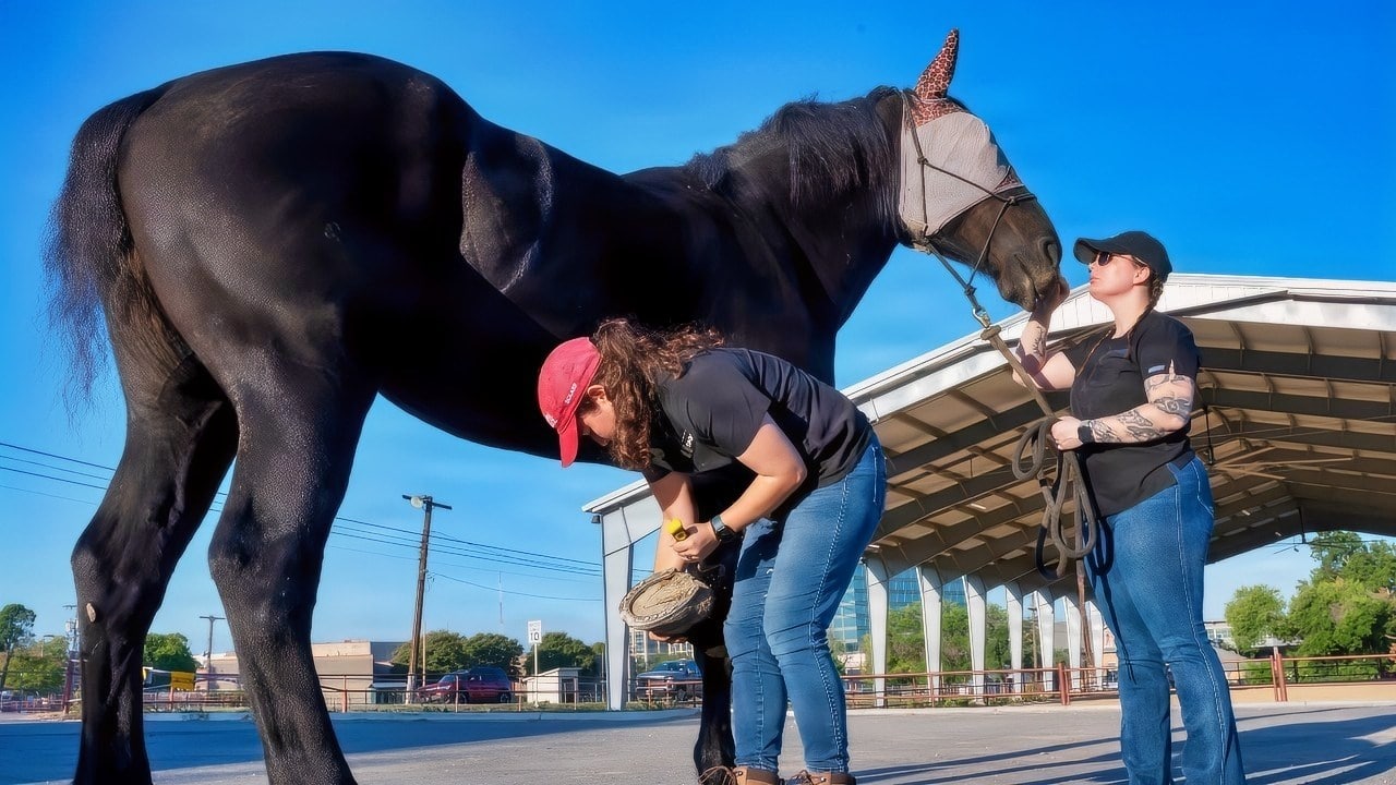 U.S. Army Capt. Sabrina Dagher-Arevalo, veterinarian, left, and Sgt. Erin Loya, animal care specialist with Public Health Command-West, performs hoof care to a caisson horse during its annual exam at Joint Base San Antonio-Fort Sam Houston on Sept. 26, 2025. This care helps detect issues like lameness, cracks, and abscesses early on, ensuring the horse can move and perform without pain or injury. (U.S. Air Force photo by Melissa Hydrick)
