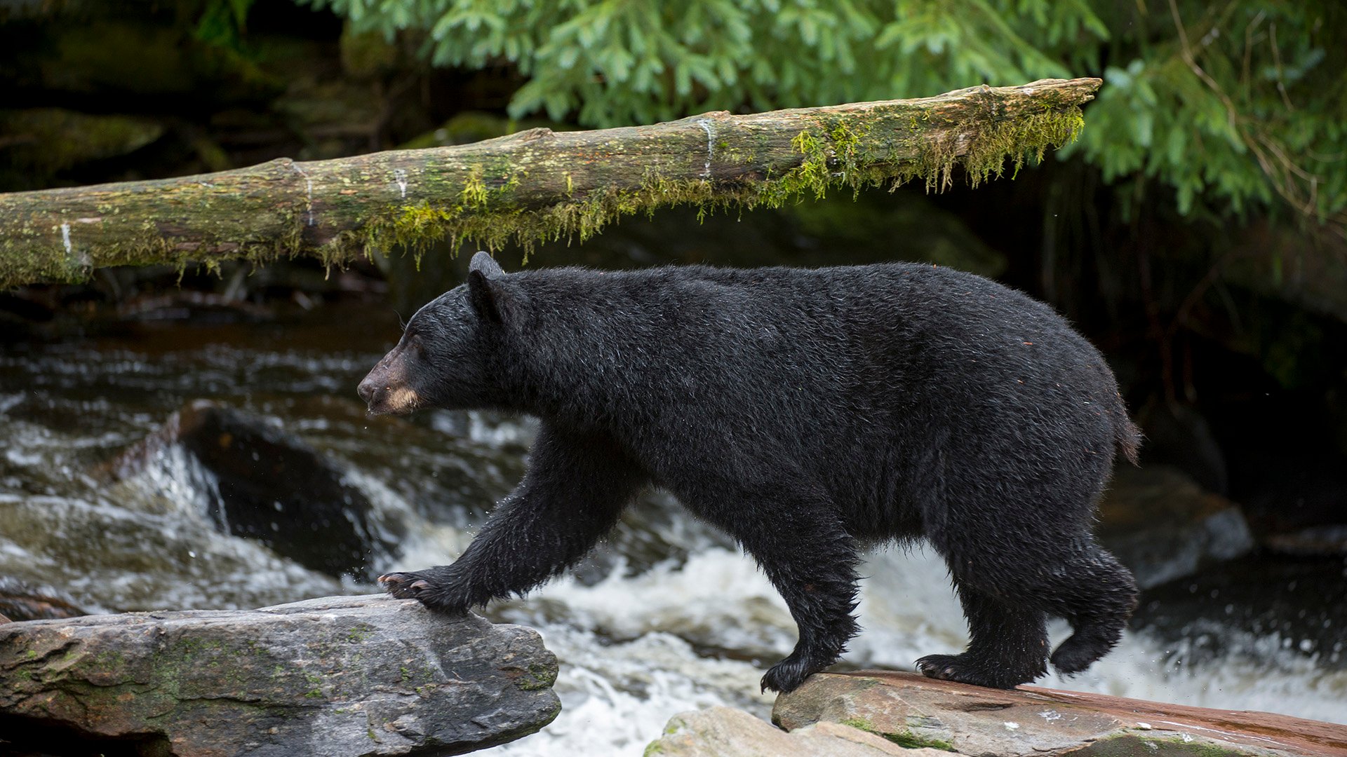 Black bear