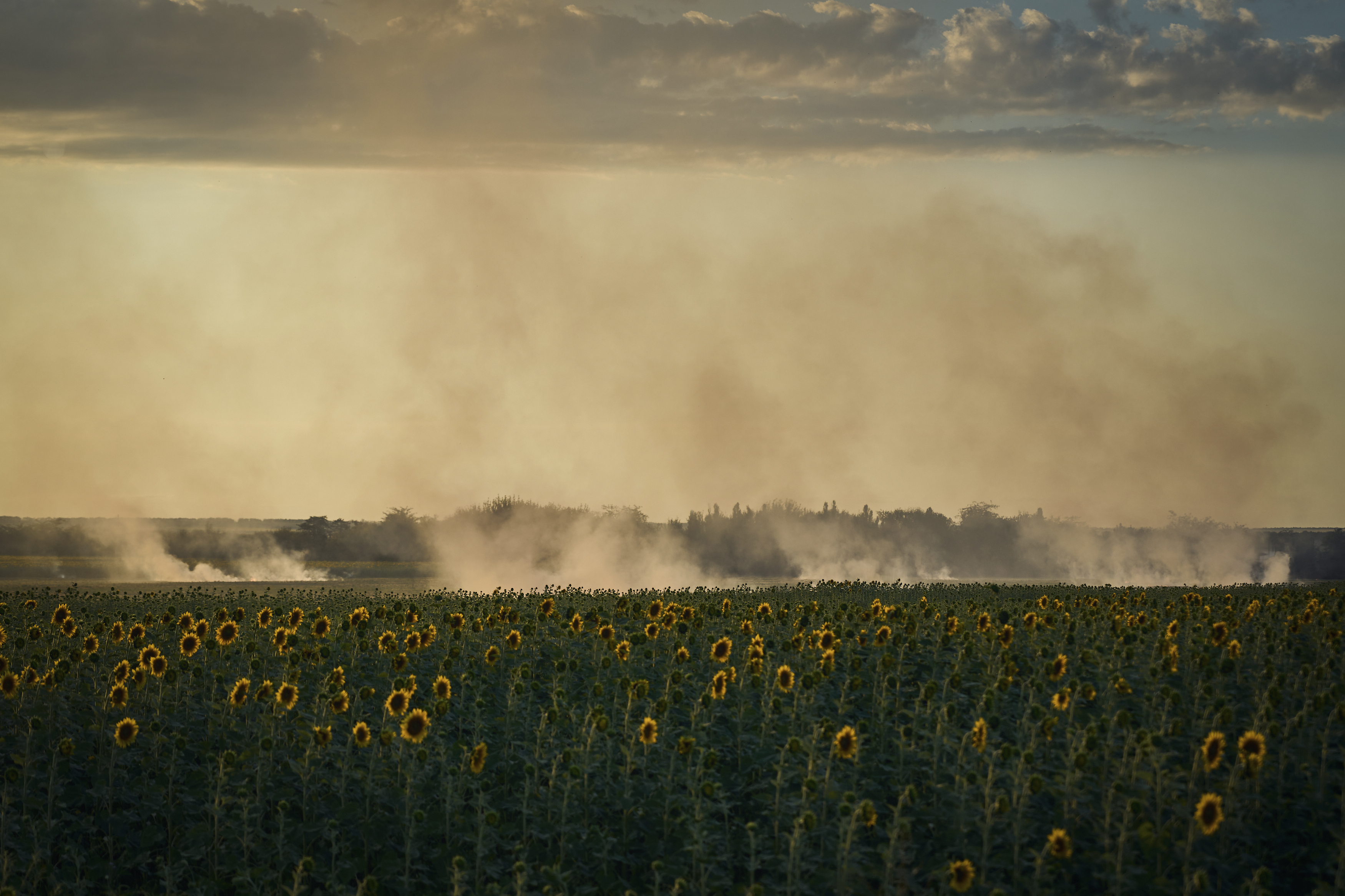 Smoke rises over a sunflower field on the frontline in Donetsk region, Ukraine, 2023. (Libkos/AP)